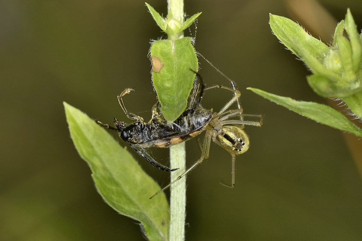 Pachytodes erraticus: 